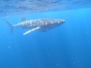 Naklejka premium whalesharks showing up around cancun mexico, underwater photography