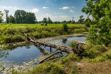 Przewrócone drzewo © Katarzyna