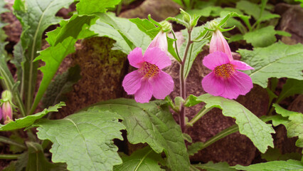 Rehmannia elata, the Chinese foxglove. Beautiful pink flowers.