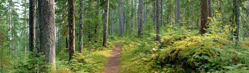 Lush forest path, tall trees, ferns, and undergrowth