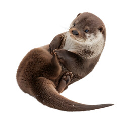 European otter lutra isolated on a transparent background
