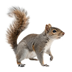 Squirrel isolated on a transparent background
