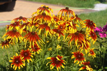 floriculture Rudbeckia plant background of yellow flowers, 4