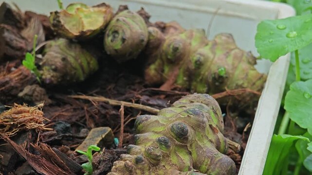 Planting. Sunchoke or jerusalem artichoke.