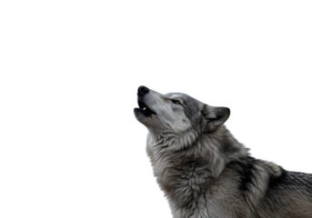 Grey Wolf Howling at Night isolated on transparent background