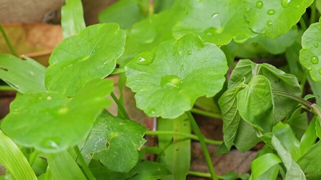 Pennywort (Centella Asiatica) is a wet ground cover. 