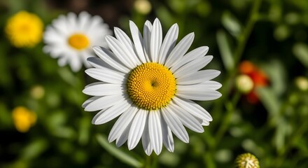 Fototapeta premium White daisy flower closeup in bloom