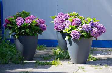 Three grey flowerpots flowering hydrangea macrophylla pink-purple.