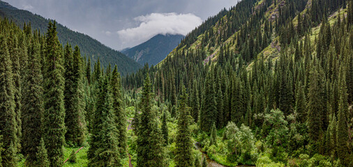 Stunning landscape of dense coniferous forest covering mountain slopes with a small river flowing through gorge