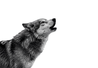Monochrome Wolf Howling at Night isolated on transparent background