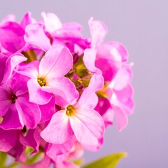 Pink flowers close-up studio shot