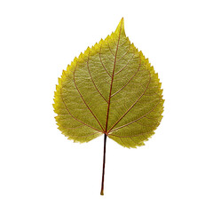Fototapeta premium Leaves With Transparent PNG background