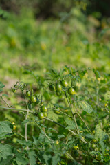 Big bush with green cherry tomatoes. Growing tomatoes in the garden. Ripening tomato, background.