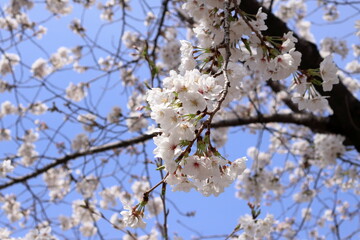 青空に映える桜