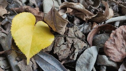 Yellow leaf among brown leaves, showing contrast and natural beauty. Great for blogs, posters, backgrounds, or education. Suitable for designers, creators, and businesses.
