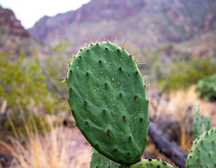 Prickly Pear Cactus in Desert Landscape