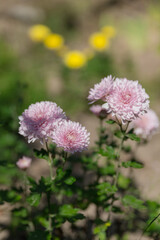 Pink chrysanthemum flowers autumn floral bouquet concept