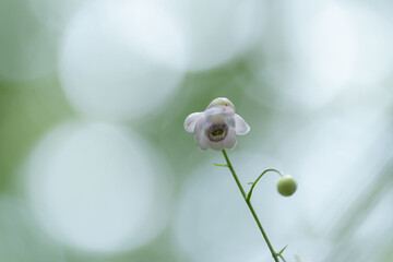 レンゲショウマ