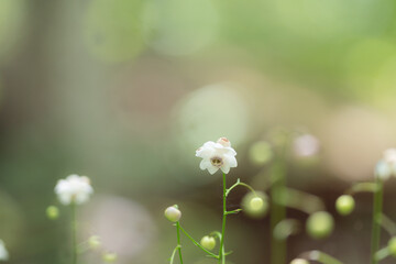 レンゲショウマ