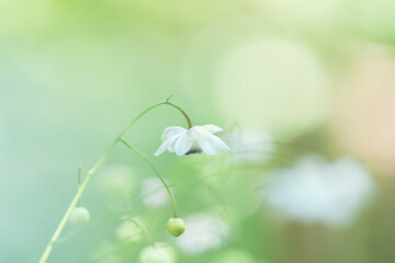 レンゲショウマ