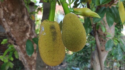Young jackfruit growing on a tree in a tropical garden. Perfect for agriculture, botany, tropical...