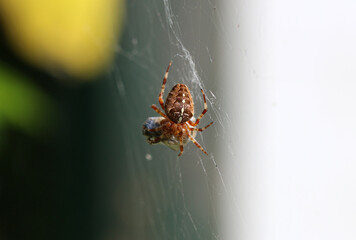 Gartenkreuzspinne - Cross spider