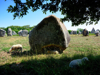 Closeup of famous standing stone with sheep to weed at Carnac is a commune beside the Gulf of Morbihan on the south coast of Brittany in the Morbihan department in north-western France. 