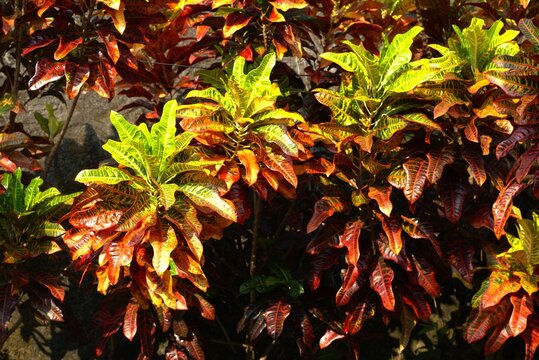 Colorful croton plant leaves in the garden