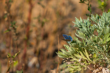 Adonis blue / Lysandra bellargus / buttrerfly
