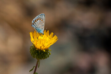 Adonis blue / Lysandra bellargus / buttrerfly