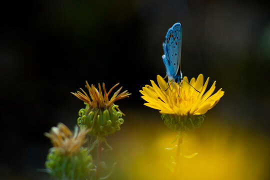 Adonis blue / Lysandra bellargus / buttrerfly