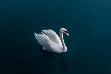 Symbolic Swan in Motion - Top-Down View of Purity and Grace