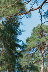 Watching the sun peeking out from behind the trees in the forest, surrounded by ground plants and a variety of shades of green and brown in the natural landscape