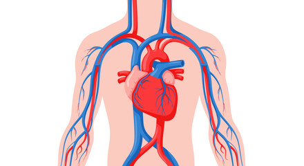 Discover the human heart and cardiovascular system with this vibrant illustration showing blood vessels and arteries