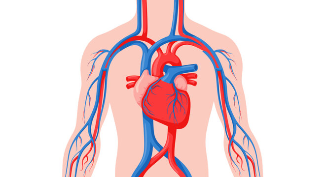 Discover the human heart and cardiovascular system with this vibrant illustration showing blood vessels and arteries