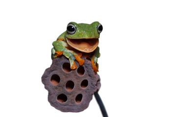Gliding frog look like laughing on dry bud, Rhacophorus reinwardtii, Gliding frog, Indonesian ttree frog
