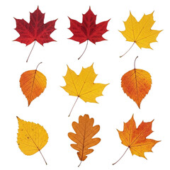 Obraz premium Leaves With Transparent PNG background