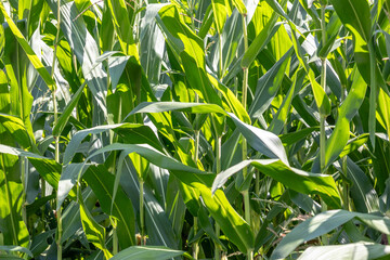 Lush green maize plants growing tall in a countryside field, a natural landscape full of life and seasonal abundance.