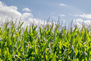 Lush green maize plants growing tall in a countryside field, a natural landscape full of life and seasonal abundance.