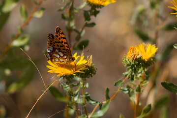 Issoria lathonia / butterfly / Queen of Spain fritillary