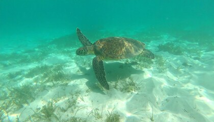 Obraz premium Sea Turtle Swimming in Shallow Water (1)