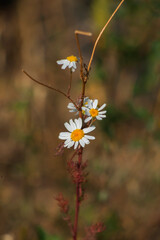 Cladanthus mixtus / plant / chamomile