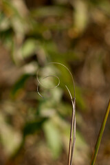 Plant with interesting geometry shape