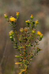 Grindelia squarrosa / yellow flowers in the garden