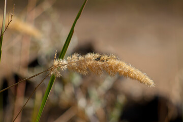 Grass / spikelet / plant
