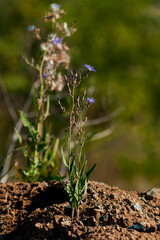 Cichorium / purple flowers in the forest