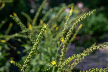 Green fruits of agrimony outside on the plant.
