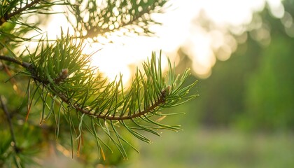 Pine branch backlit by sunset