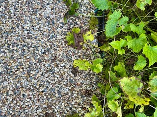 Fresh green plant leaf with detailed texture placed on a natural background of small smooth pebbles.