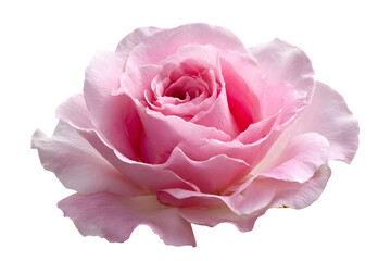 Delicate pink rose bloom isolated on macro photography for romantic and floral designs isolated on transparent background